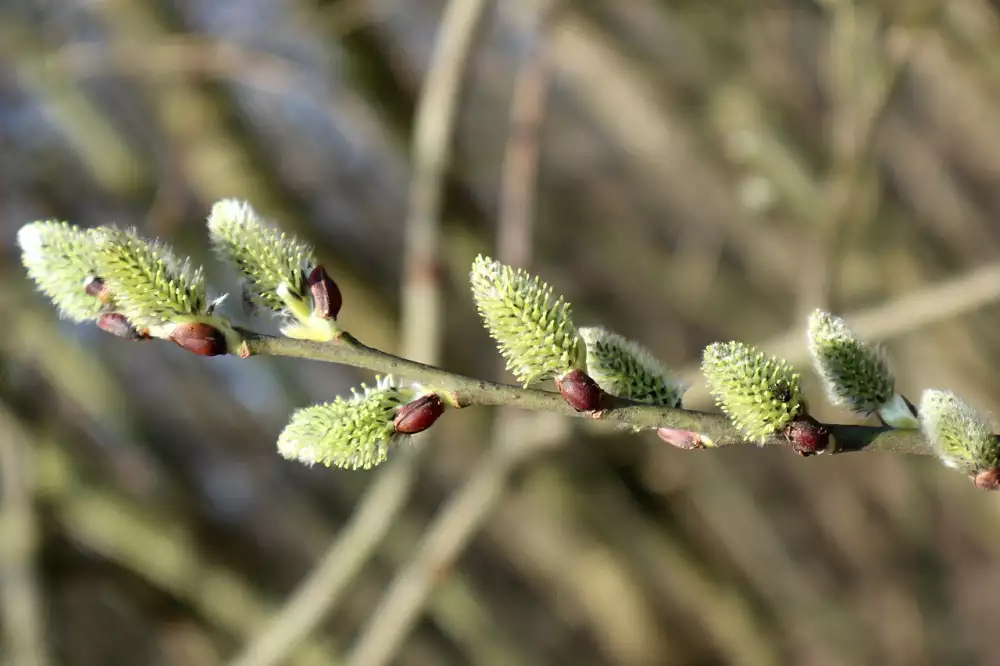 Přerušovaný Půst První Výsledky