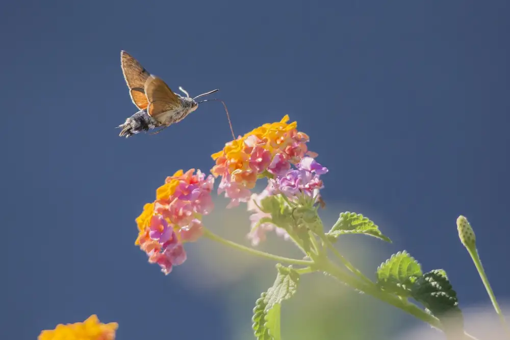 Lantana Stříhání